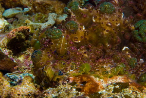 Just another wonderfully colored Nudi. Horseshoe Bay Komo... by John Roach 